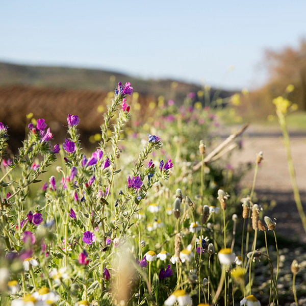 photos web fleurissement